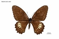 藏品(無尾白紋鳳蝶)的圖片